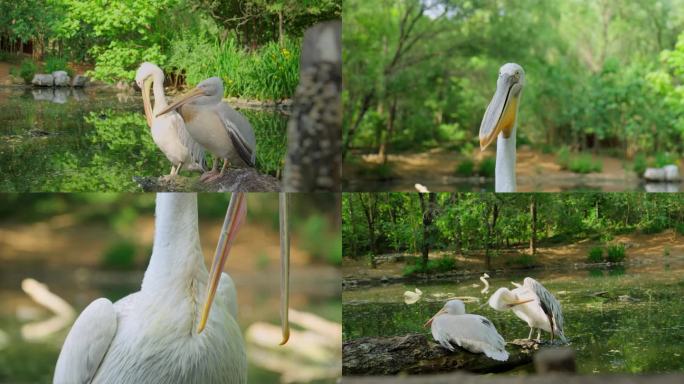 湿地鸟鸟类自然保护生态濒危动物珍稀物种