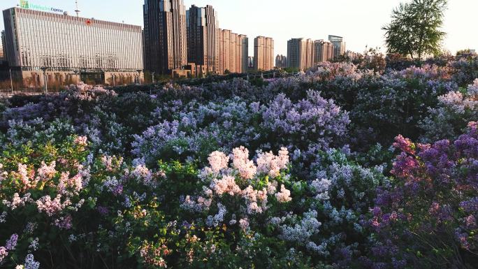 端午节哈尔滨丁香公园丁香花特写航拍