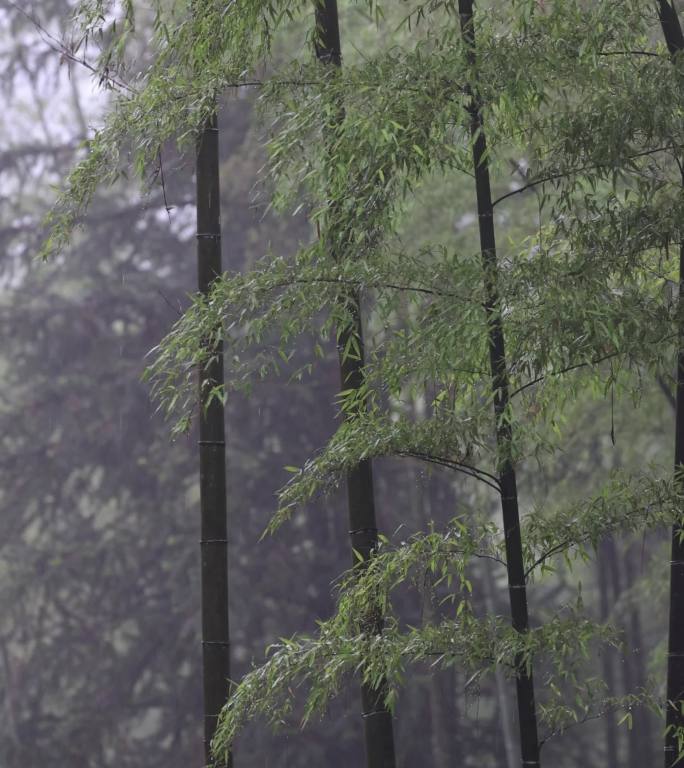 竹林竹海 翠绿的竹子 意境素材 风光
