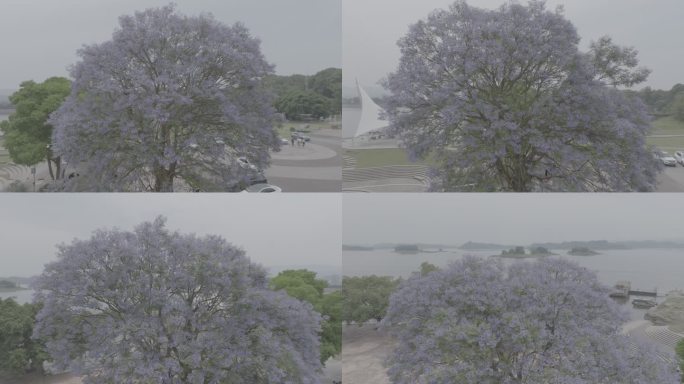 蓝花楹 紫色花开 树开紫花