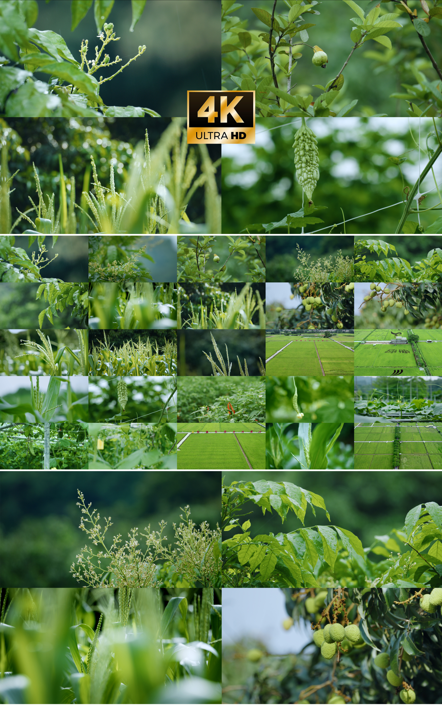 4k小满芒种节气农作物乡村振兴下雨风景