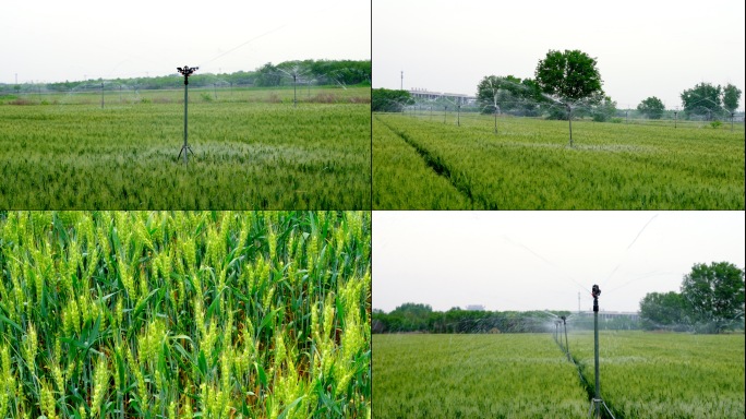 小麦 麦田 灌溉 浇水 喷淋 喷水
