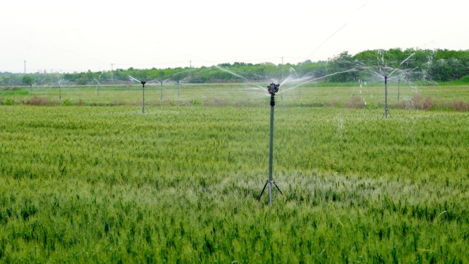 小麦 麦田 灌溉 浇水 喷淋 喷水