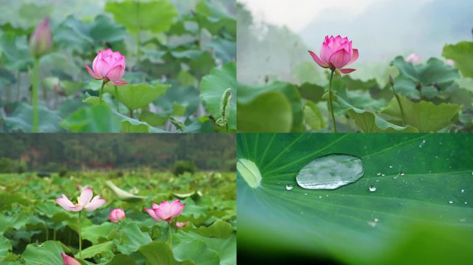 荷叶荷花夏日气息乡村生活国风视频