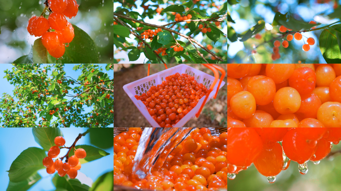 樱桃水果农产品