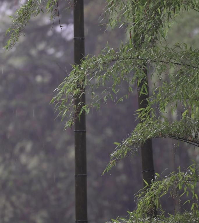 竹林竹海 翠绿的竹子 意境素材 风光