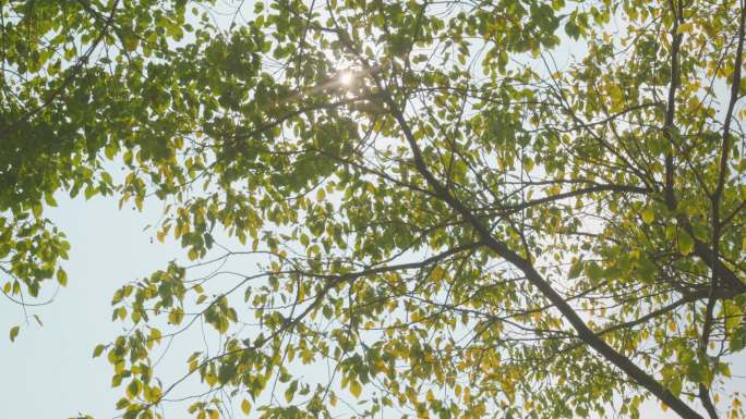 阳光透过树叶至校园篮球场转场空镜