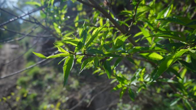 山桃树叶