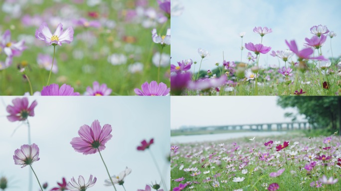 风吹花动 小清新 唯美花朵