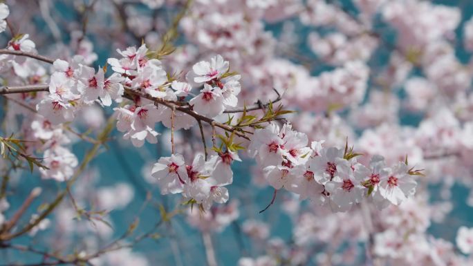 春天蓝天下粉色桃花盛开满枝头特写