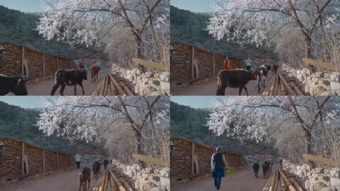 春天桃花盛开云南尼西藏族村庄牧民牛群