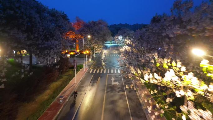 焦桐夜景