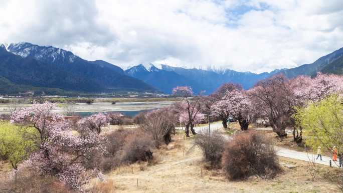 西藏林芝桃花延时