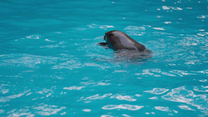杭州动物园海狮表演海洋动物4K升格唯美