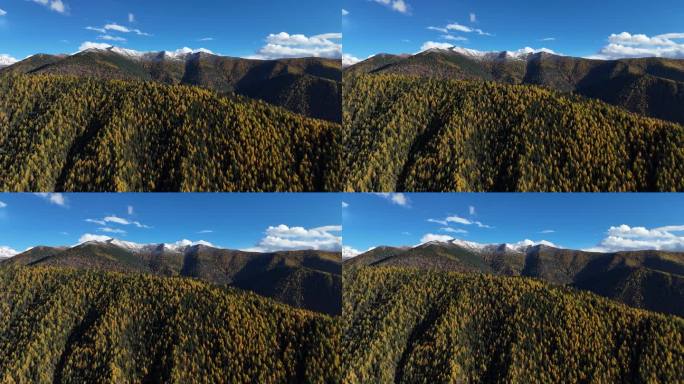 四川甘孜藏族自治州甲根坝秋天的树林
