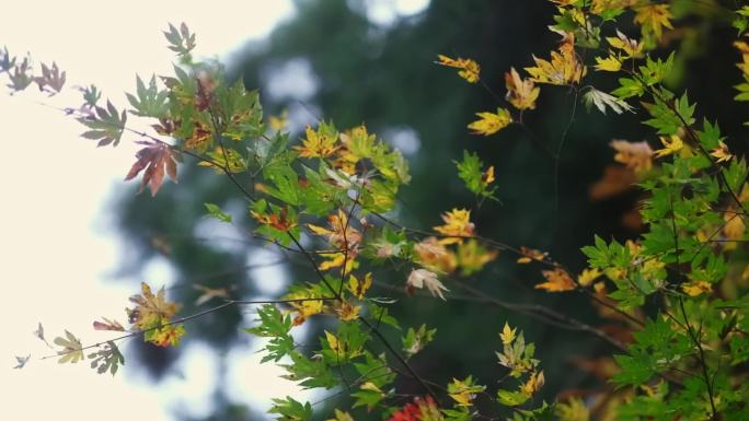 唯美花草阳光小清新校园实拍