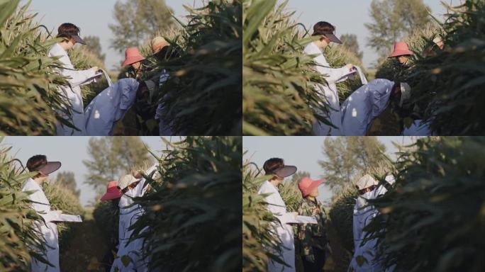 玉米 黄豆 大豆 试验田 农业科技