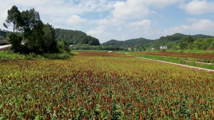 航拍四川南充金宝镇万亩粮油产业园高粱红了