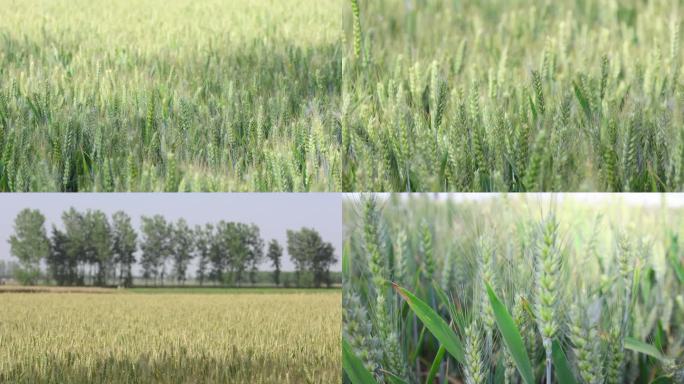 夏季小满生机勃勃清新绿色小麦风吹麦浪