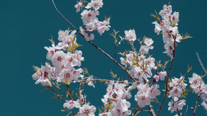 春天蓝天下粉色桃花盛开满枝头