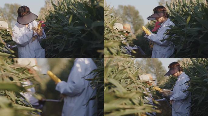 玉米 黄豆 大豆 试验田 农业科技