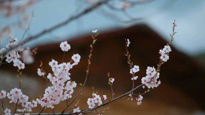 春季云南尼西藏族村落门前屋后粉色桃花盛开