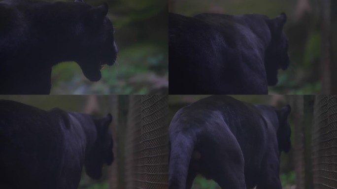 杭州动物园黑豹猛兽非洲动物4K原创升格