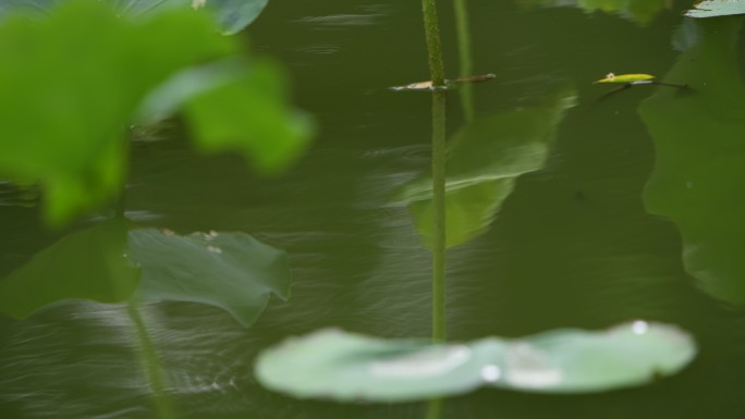 雨滴落在荷塘里