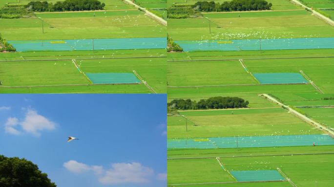 一群白鹭飞翔在绿油油的广阔大地
