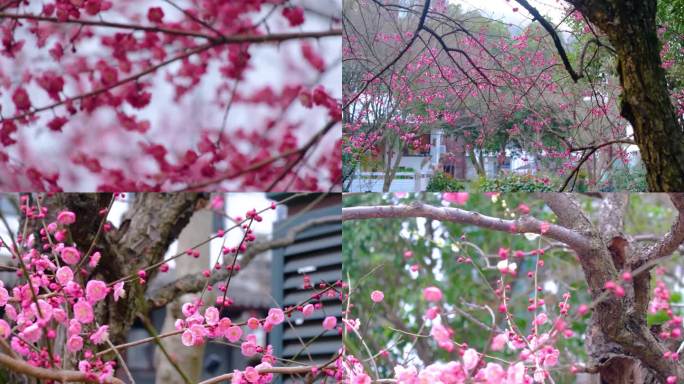 春天来了花朵盛开草木植被风景视频素材99