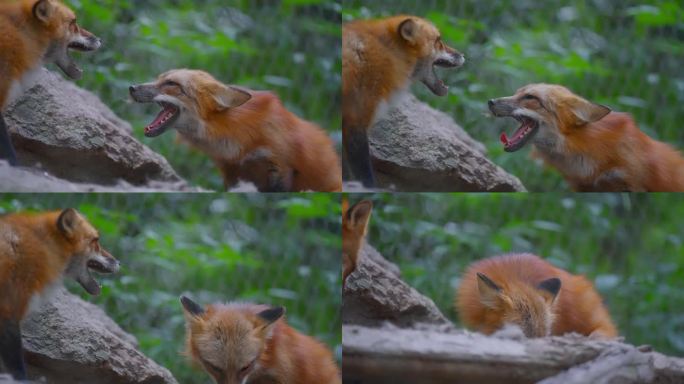 杭州动物园狐狸萌宠升格4K特写动物世界