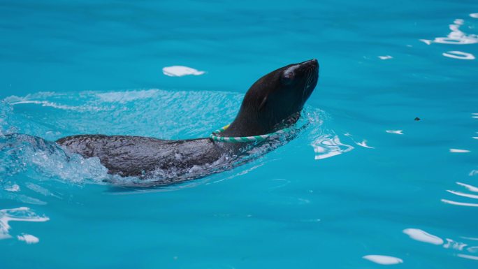 杭州动物园海狮表演海洋动物4K升格唯美