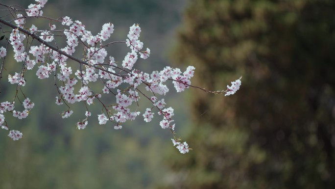 云南香格里拉尼西桃花盛开桃树桃花