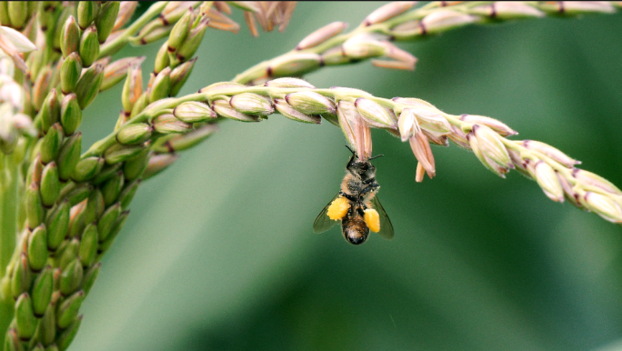 合集 蜜蜂采蜜 蜜蜂飞舞