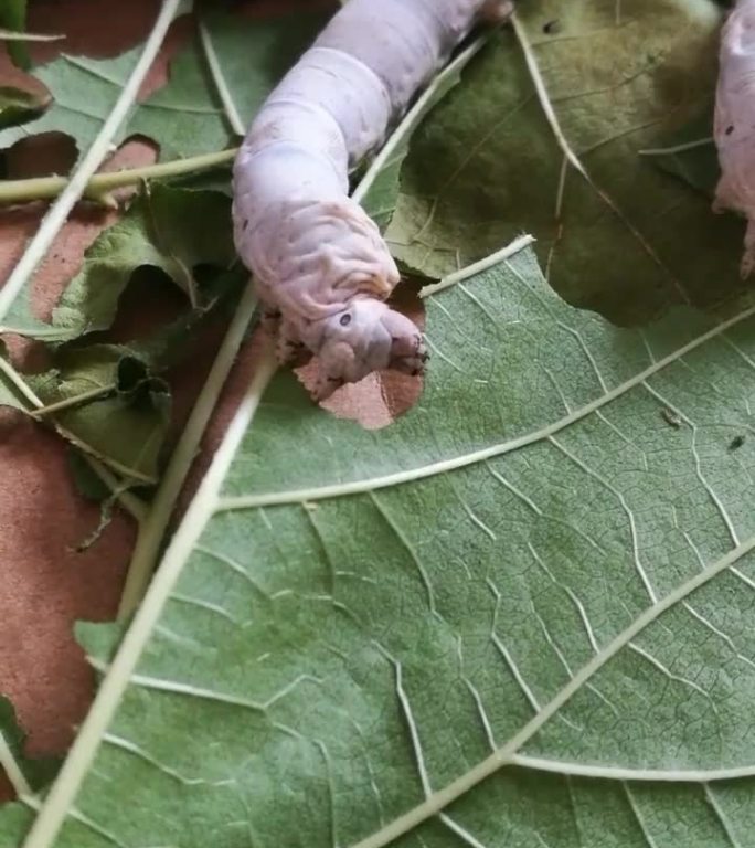 高清实拍蚕吃桑叶嘴巴啃食视频