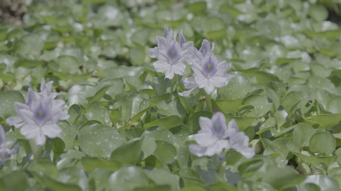 水葫芦开花