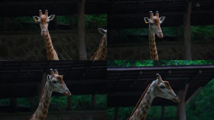 杭州动物园长颈鹿升格特写原创4K萌宠自然