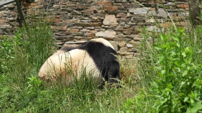 四川卧龙中华大熊猫苑神树坪基地的熊猫