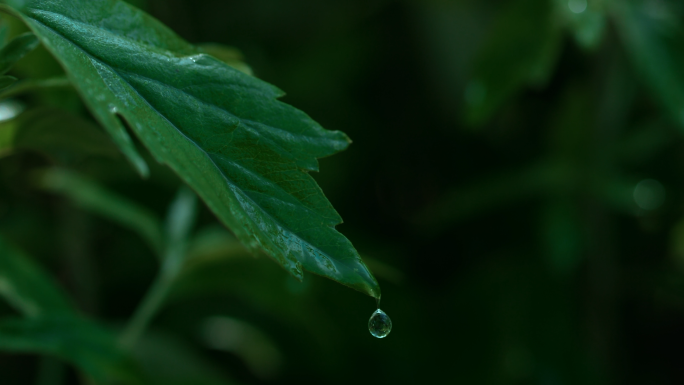 艾草 艾叶