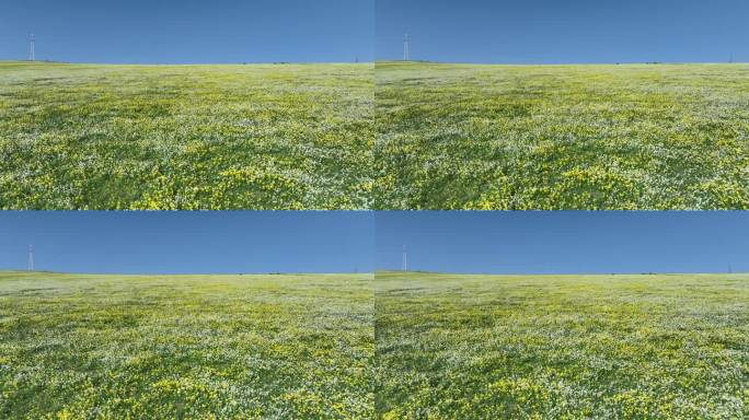 晴天下新疆草原上漫山遍野的小黄花