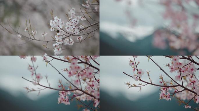 升格视频尼西藏族村落雪山映衬粉色桃花盛开