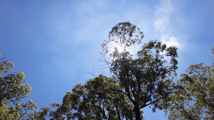 夏天阳光穿过树林树叶子自然风景视频素材7