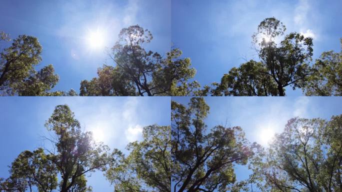 夏天阳光穿过树林树叶子自然风景视频素材7