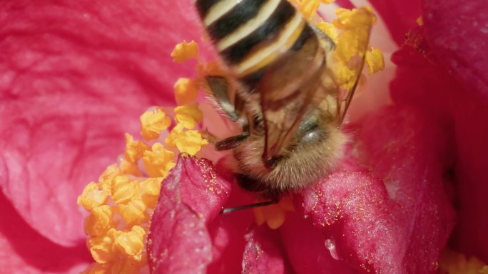 蜜意深藏：蜜蜂与山茶花的微距共舞