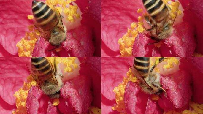 蜜意深藏：蜜蜂与山茶花的微距共舞