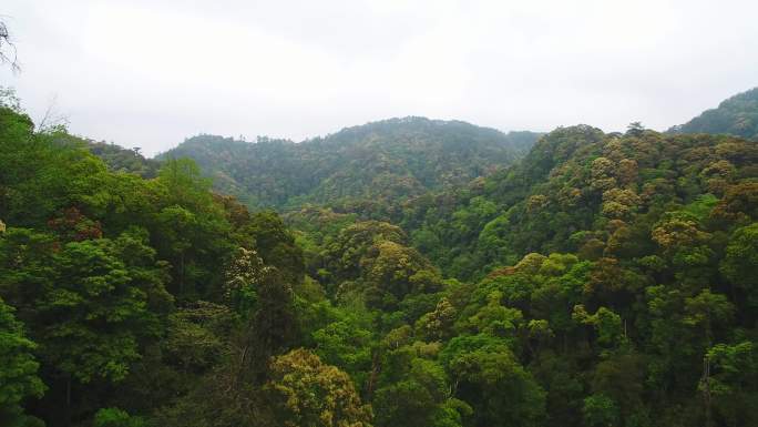 航拍森林山脉云雾环保沙县萝卜岩楠木保护区