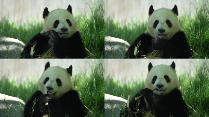 四川卧龙中华大熊猫苑神树坪基地的熊猫