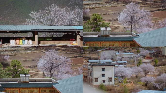 春季粉色桃花盛开云南尼西藏族村落