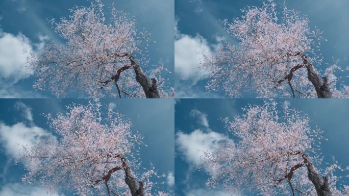 春天蓝天白云下粉色桃花盛开满枝头