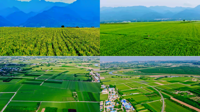 陕西关中平原麦田麦地